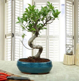 Amazing Bonsai Ficus S thal  Giresun nternetten iek siparii 
