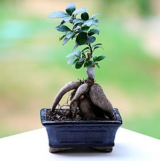 Marvellous Ficus Microcarpa ginseng bonsai  Giresun iek gnderme sitemiz gvenlidir 