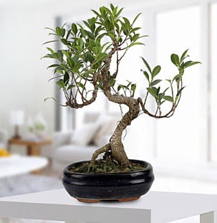 Gorgeous Ficus S shaped japon bonsai  Giresun iek siparii vermek 