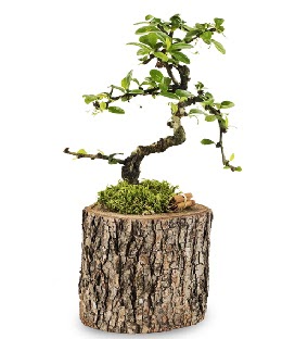Doal ktkte S bonsai aac  Giresun iek online iek siparii 