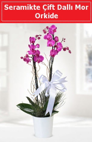 Seramikte Çift Dallı Mor Orkide  Giresun ucuz çiçek gönder 