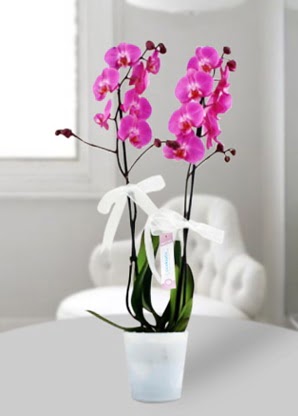 Çift dallı mor orkide  Giresun çiçek yolla , çiçek gönder , çiçekçi  