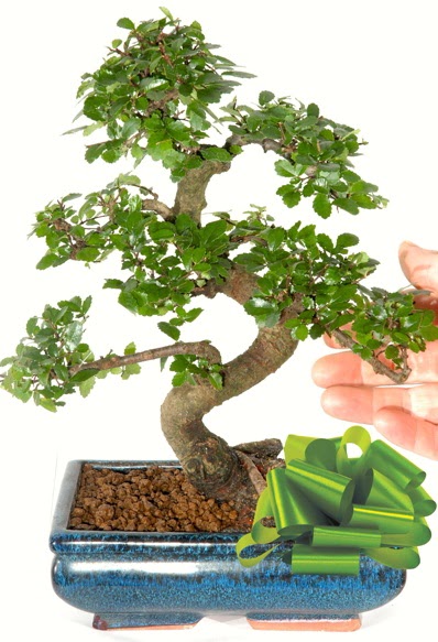 Yaklak 25 cm boyutlarnda S bonsai  Giresun yurtii ve yurtd iek siparii 