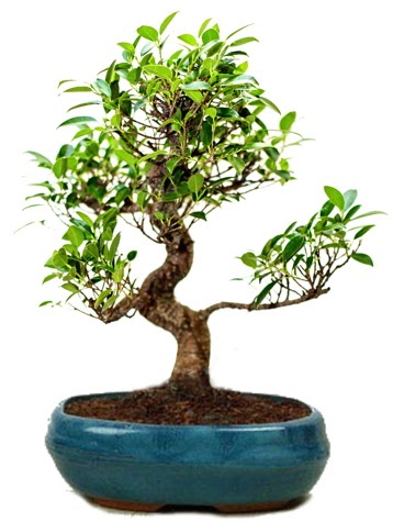 25 cm ile 30 cm aralığında Ficus S bonsai  Giresun uluslararası çiçek gönderme 