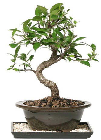 Altn kalite Ficus S bonsai  Giresun hediye sevgilime hediye iek  Sper Kalite