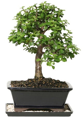 15 cm civar Zerkova bonsai bitkisi  Giresun yurtii ve yurtd iek siparii 