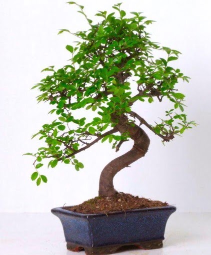 S gvdeli bonsai minyatr aa japon aac  Giresun uluslararas iek gnderme 