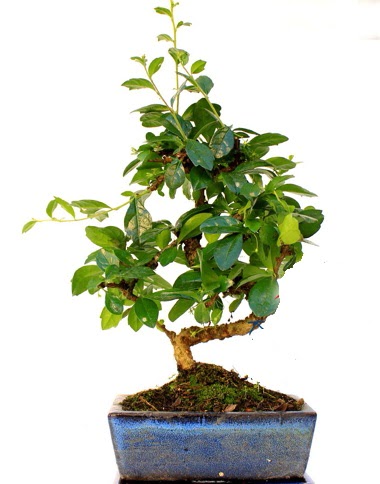 S gvdeli carmina bonsai aac  Giresun 14 ubat sevgililer gn iek  Minyatr aa