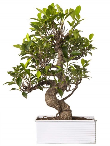 Exotic Green S Gvde 6 Year Ficus Bonsai  Giresun uluslararas iek gnderme 