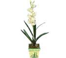 Özel Yapay Orkide Beyaz   Giresun online çiçek gönderme sipariş 