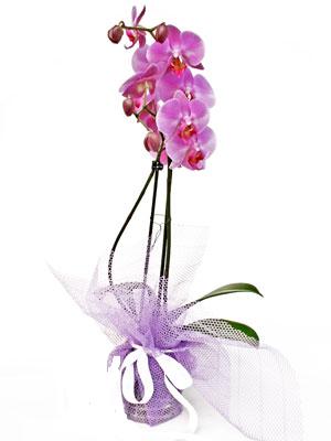  Giresun ucuz çiçek gönder  Kaliteli ithal saksida orkide