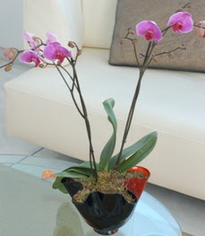  Giresun güvenli kaliteli hızlı çiçek  tek dal ikili orkide saksi çiçegi
