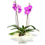  Giresun çiçek online çiçek siparişi  Cam yada mika vazo içerisinde  1 kök orkide
