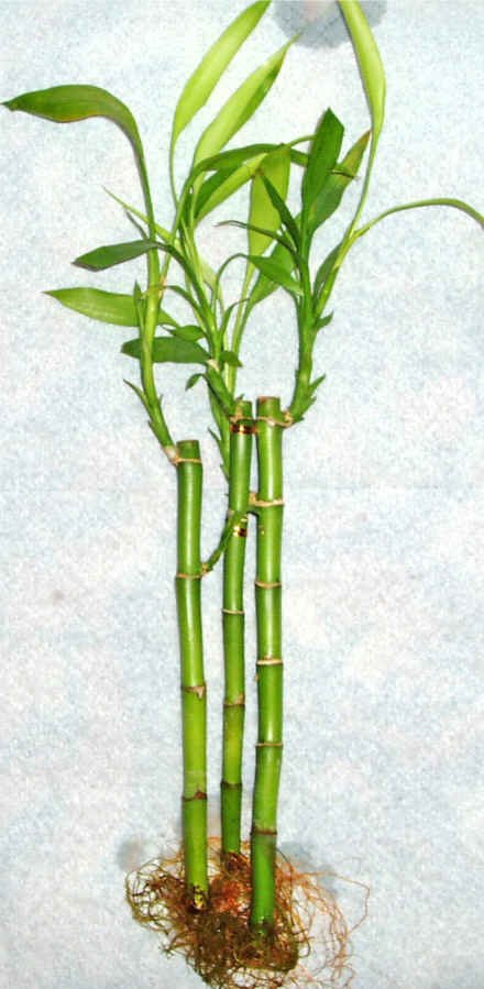 Lucky Bamboo 3 adet vazo hediye edilir   Giresun iek gnderme 