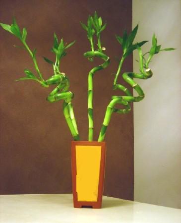 Lucky Bamboo 5 adet vazo ierisinde  Giresun online ieki , iek siparii 