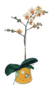  Giresun çiçek yolla  Phalaenopsis Orkide ithal kalite
