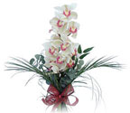  Giresun yurtiçi ve yurtdışı çiçek siparişi  Dal orkide ithal iyi kalite