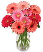 vazo içerisinde 13 adet gerbera çiçeği  Giresun yurtiçi ve yurtdışı çiçek siparişi 