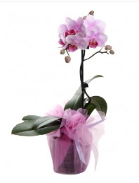 1 dal pembe orkide saksı çiçeği  Giresun çiçekçiler 