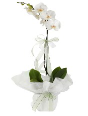 1 dal beyaz orkide çiçeği  Giresun çiçek gönderme sitemiz güvenlidir 