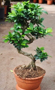 Orta boy bonsai saksı bitkisi  Giresun İnternetten çiçek siparişi 