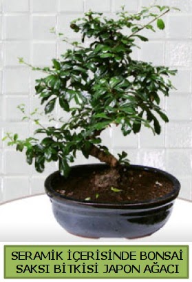 Seramik vazoda bonsai japon ağacı bitkisi  Giresun yurtiçi ve yurtdışı çiçek siparişi 
