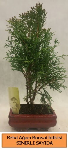 Selvi ağacı bonsai japon ağacı bitkisi  Giresun çiçek online çiçek siparişi 
