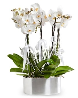 Beş dallı metal saksıda beyaz orkide  Giresun 14 şubat sevgililer günü çiçek 