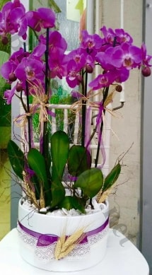Seramik vazoda 4 dallı mor lila orkide  Giresun çiçek yolla 