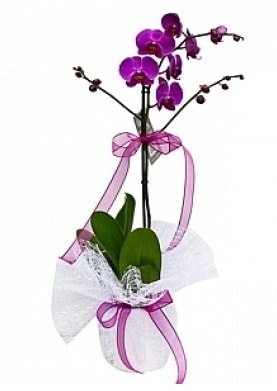 Tekli Mor Orkide  Giresun 14 şubat sevgililer günü çiçek 