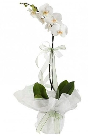 Tekli Beyaz Orkide  Giresun kaliteli taze ve ucuz çiçekler 