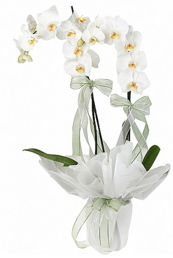 Çift Dallı Beyaz Orkide  Giresun ucuz çiçek gönder 