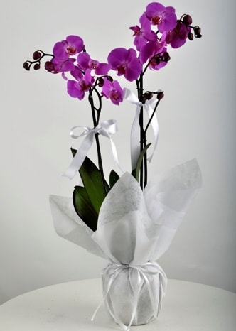 Çift dallı saksıda mor orkide çiçeği  Giresun çiçek gönderme sitemiz güvenlidir 