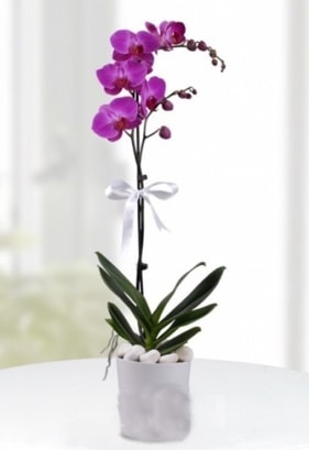 Tek dallı saksıda mor orkide çiçeği  Giresun çiçek yolla , çiçek gönder , çiçekçi  