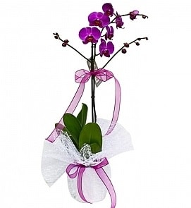 Tek dallı saksıda ithal mor orkide çiçeği  Giresun çiçek yolla , çiçek gönder , çiçekçi  