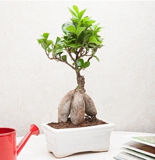 Exotic Ficus Bonsai ginseng  Giresun çiçek siparişi sitesi 