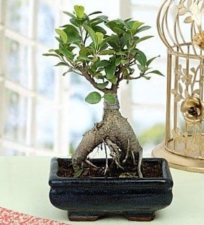 Appealing Ficus Ginseng Bonsai  Giresun ucuz çiçek gönder 