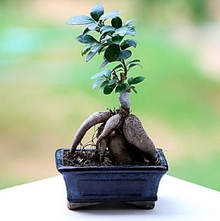 Marvellous Ficus Microcarpa ginseng bonsai  Giresun çiçek gönderme sitemiz güvenlidir 