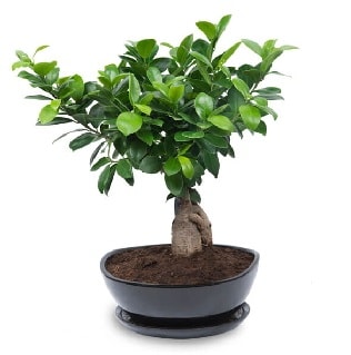 Ginseng bonsai ağacı özel ithal ürün  Giresun online çiçekçi , çiçek siparişi 