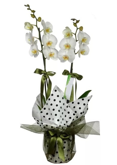 Çift Dallı Beyaz Orkide  Giresun çiçek , çiçekçi , çiçekçilik 