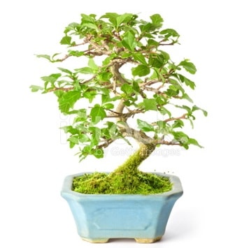 S zerkova bonsai kısa süreliğine  Giresun cicekciler , cicek siparisi 