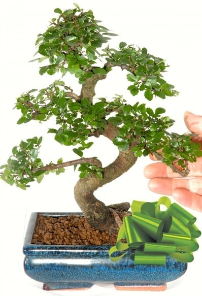 Yaklaşık 25 cm boyutlarında S bonsai  Giresun yurtiçi ve yurtdışı çiçek siparişi 
