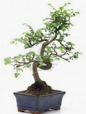 S gövde bonsai minyatür ağaç japon ağacı  Giresun çiçek online çiçek siparişi 