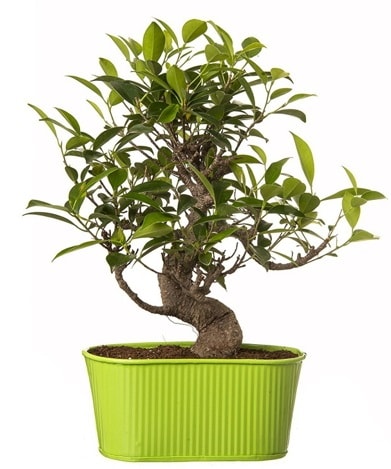 Ficus S gövdeli muhteşem bonsai  Giresun yurtiçi ve yurtdışı çiçek siparişi 